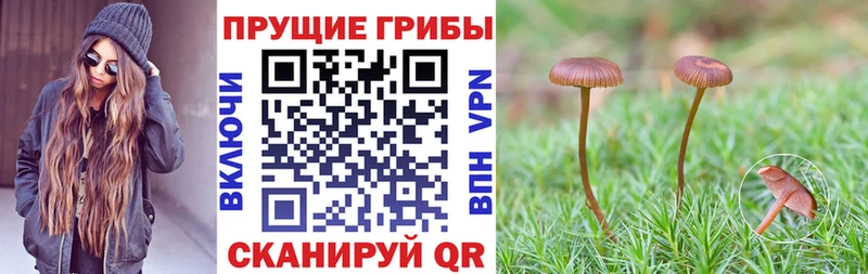 Галлюциногенные грибы Psilocybe  наркота  Петрозаводск 